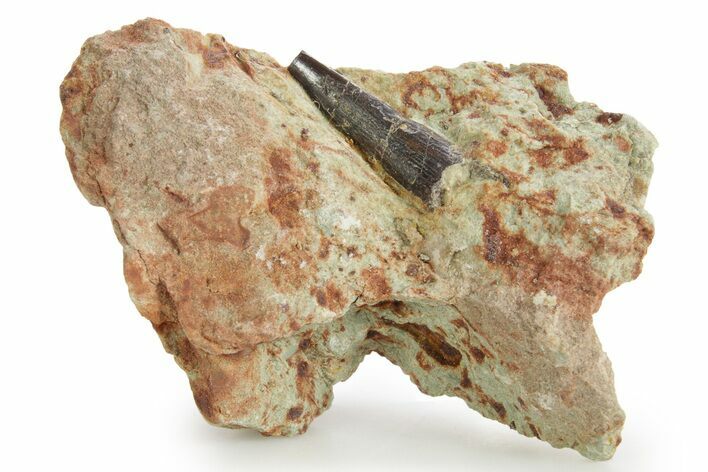 Fossil Pterosaur Tooth in Situ - Dekkar Formation, Morocco #375589